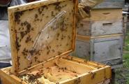 Пчеловодство как бизнес: этапы организации
